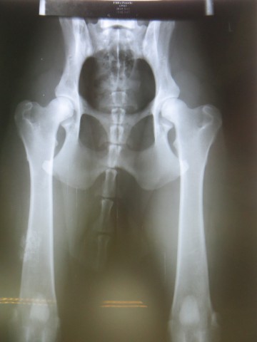 ortopedia 2