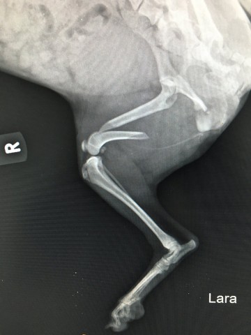 ortopedia fraktury 7